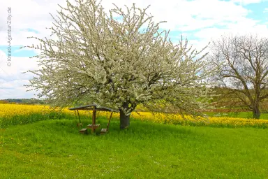 Blühende Landschaften