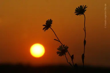 Blumiger Sonnenuntergang