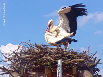 Storch bei der Paarung