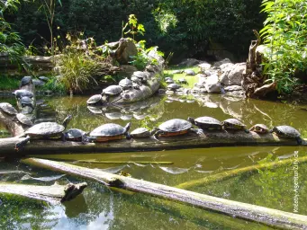 Viele Schildkröten