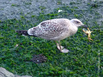 Möwe mit Krabbe