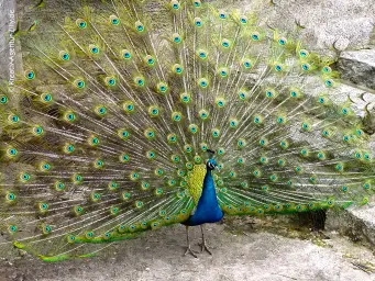 Pfau schlägt ein Rad