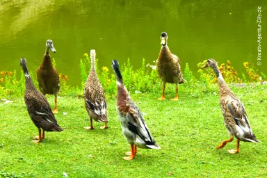 Enten