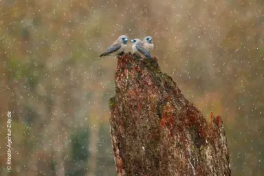 3 Finken im Regen