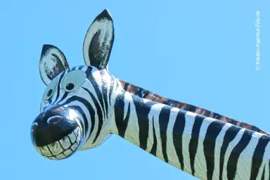 Zebra