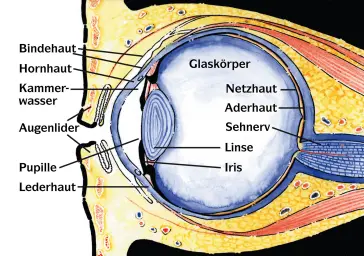 Das Auge  für Fachbuch